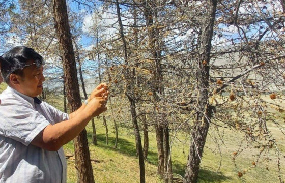 Баян-Өлгий аймгийн ойн сан бүхий сумдад хушин ойн судалгаа хийлээ