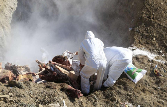  “ҮҮЛЭНГӨҮ” ХХК-ИЙН ШААРДЛАГА ХАНГААГҮЙ 15.3 ТОНН ҮХРИЙН МАХЫГ УСТГАЛАА