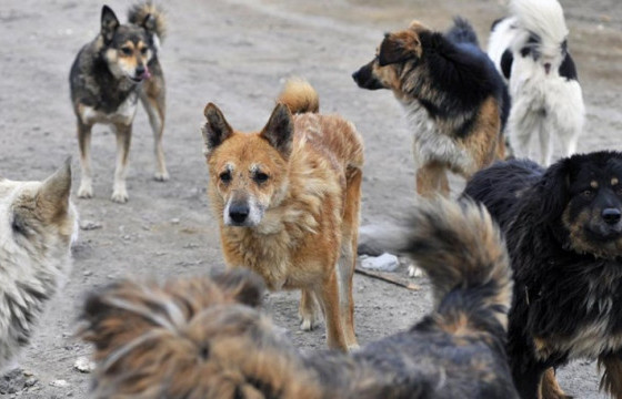 А.НЯМДОРЖ: САРД ДУНДЖААР 100 ГАРУЙ НОХОЙ, МУУРЫГ УСТГАЛД ОРУУЛДАГ