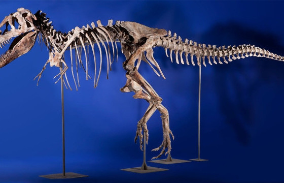 АНУ-ын Засгийн газраас манай улсад зургаан төрлийн үлэг гүрвэлийн 16 олдворыг хүлээлгэн өгөхөөр болжээ