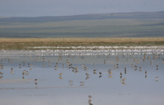 НАЙМДУГААР САРЫГ УГТАХ ШҮЛГҮҮД