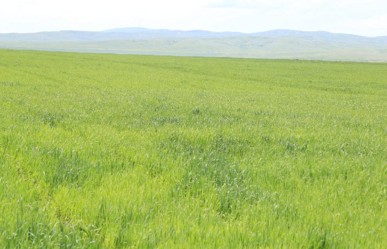 Малчид нэгдэн ногоон тэжээл тарьж, өвөл хаварт бэлдэж байна