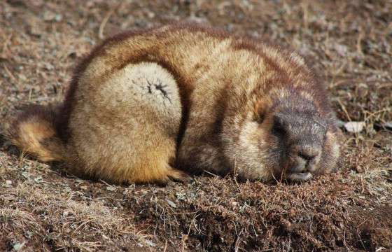Ц.Гэрэлмаа: Тарваган тахлаар өвдсөн эрэгтэй Хэнтий аймгийн Баян-Адарга сумаас тарвага худалдан авч, Биндэр сумын айлд чанаж идсэн гэж мэдүүлсэн