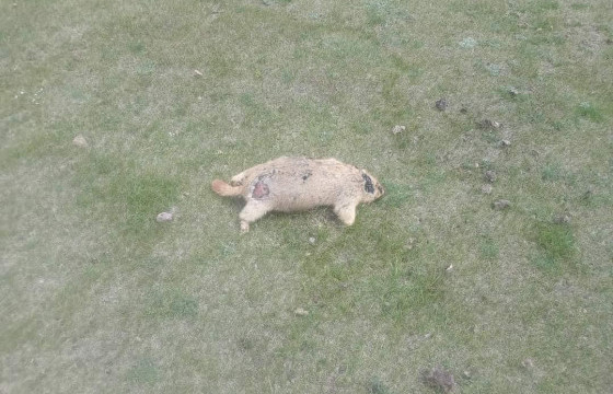 Нийслэлд тарваган тахлын тохиолдол бүртгэгджээ