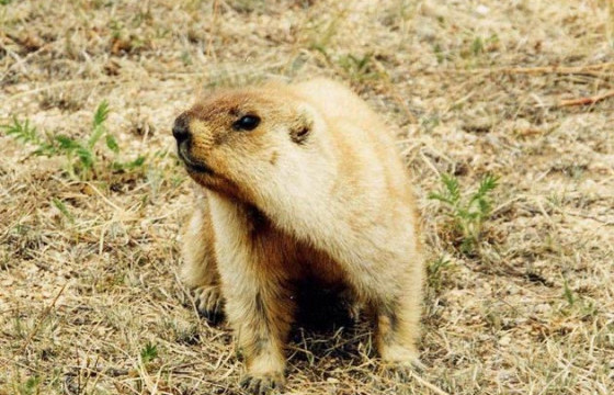 Тарваган тахлаар өвчилсөн хүний ойрын хавьтал найман хүнийг тусгаарлажээ