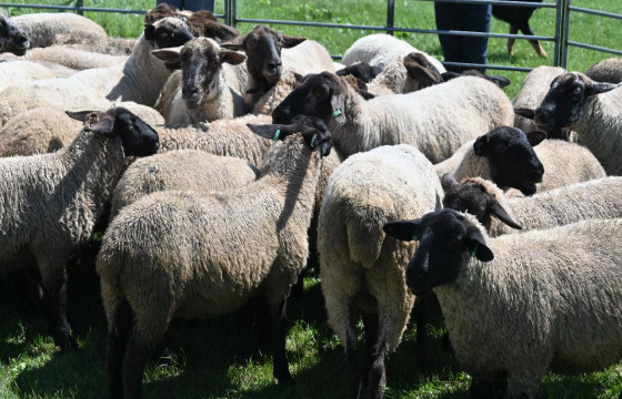 Мах, ноосны чиглэлийн суффолк үүлдрийн хонины аж ахуйг танилцууллаа