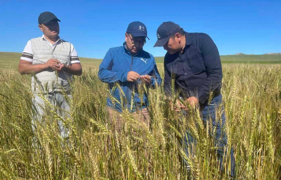Цаг агаар хэвийн байвал есдүгээр сарын эхээр ургац хураалт эхлэх төлөвтэй байна
