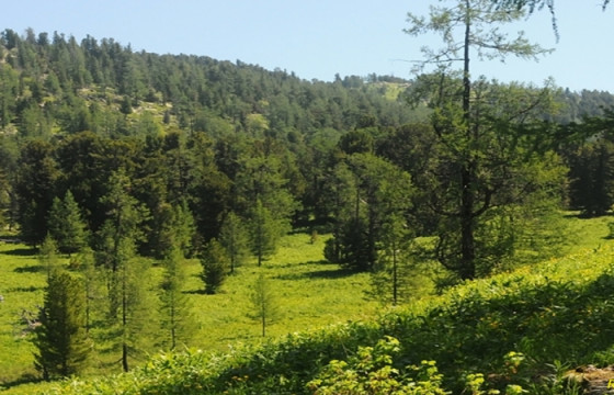 Гэрээсээ гараад сураггүй болсон эмэгтэйн цогцсыг Хар модны даваа гэх газраас олжээ
