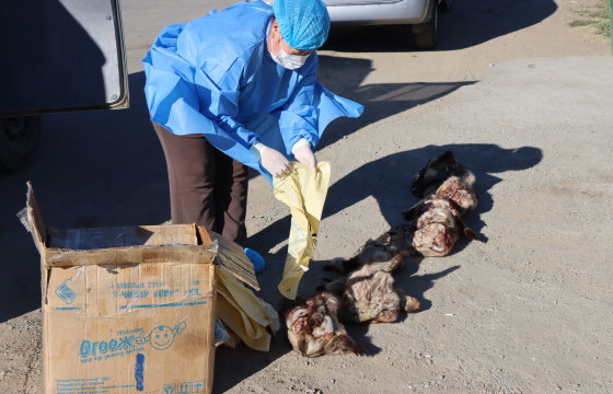 Агнасан тарвага Улаанбаатар хот руу нэвтрүүлэхийг завдсан үйлдлүүдийг илрүүлжээ