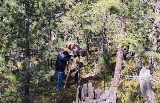Хушны самар түүж бэлтгэхэд гаргасан зөрчилд хүлээлгэх хариуцлага