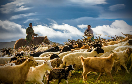 ТЭД БИДНИЙ ТУХАЙ: Нүүдлийн мал аж ахуй орчин үеийн нийгэмтэй зөрчилдөж, Монголын үүх түүх болсон соёлын нэг хэсэг үгүй болох нь