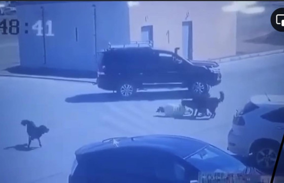 НОХОЙД ХАЗУУЛСАН ЭМЭГТЭЙД ТУСЛААГҮЙ ГЭХ ЖОЛООЧ: Би уг нь хашхирч, дуут дохиогоо дарсан