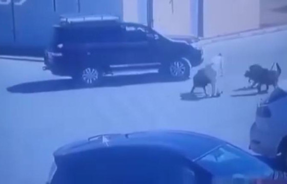 Нохой нь хүн хазвал иргэнийг 5.4 саяар торгож, нийтэд тустай ажил хийлгэнэ