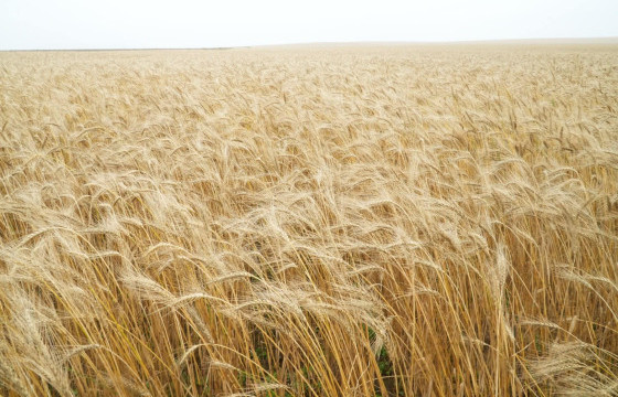 БОСОО ТАРИАТАЙ, ӨНДӨР УРГАЦЫН ЖИЛ ИРЛЭЭ