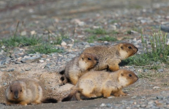 Ө.БОЛД: ЯРУУ СУМЫН ИРГЭН НОХОЙ ЗУУЖ ИРСЭН ТАРВАГА ӨВЧИЖ, ИДСЭН НЬ ТОГТООГДСОН 