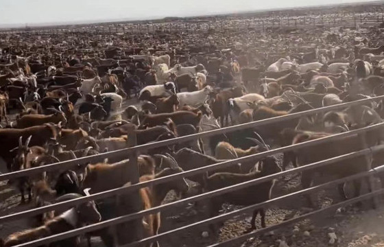 “Хилээр амьд мал гаргаж байгаа нь үнэн”