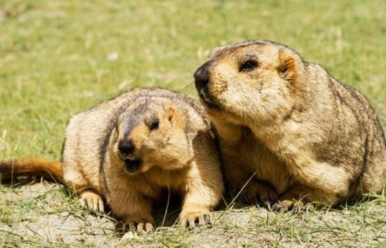 Завхан аймагт бүртгэгдсэн тарваган тахлын сэжигтэй тохиолдол батлагдлаа