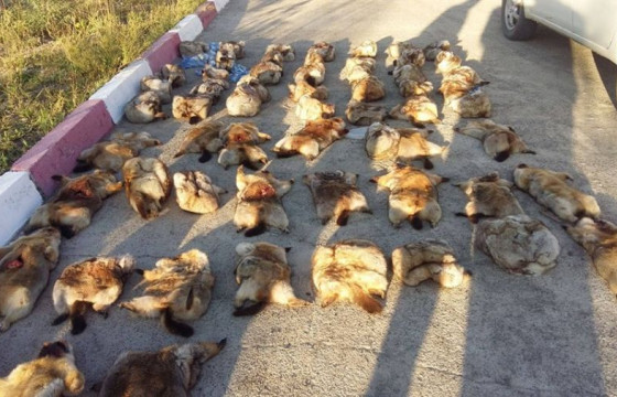 ЦЕГ: Янгир, хойлог, ногтруу агнаж, тарвага тээвэрлэсэн хэргийг илрүүлсэн