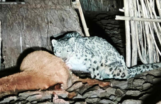 Цоохор ирвэс айлын хотонд орж, мал барьжээ