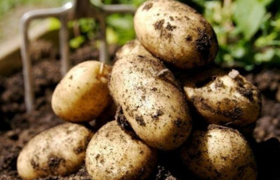 Төмс хураалт 39.8 хувьтай байна