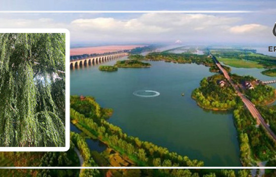        УРУУГАА УРГАСАН МОДТОЙ УЛААНЦАВ ХОТООС ТЭМДЭГЛЭЖ ЭХЛЭХҮЙ