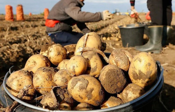 Төмс хураалт 50 хувьтай үргэлжилж байна
