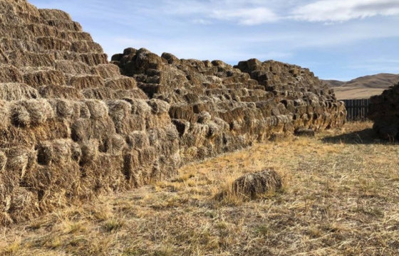 Дорнод аймагт өвс, тэжээлийн аюулгүйн нөөцийн бүрдүүлэлт 13.3 хувьтай байна