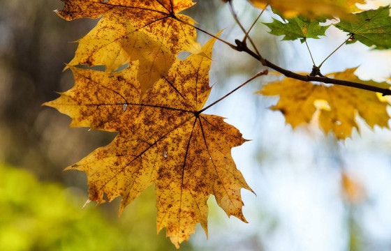 ЦАГ АГААР: Өдөртөө 9 хэм дулаан байна