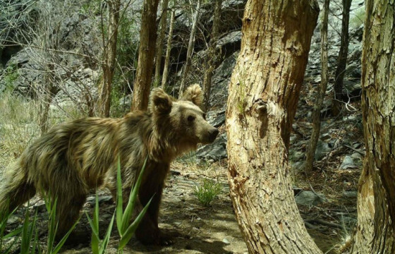 Монгол Мазаалайг дэлхийд таниулах бэлэг тэмдэг зохион бүтээх уралдаан зарлалаа