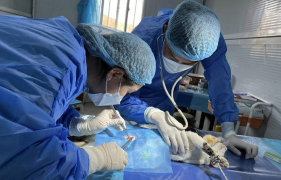 Нохой, муурын үржил хязгаарлах ажилбарыг үнэ төлбөргүй хийж байна