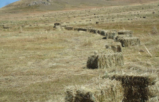 Малчдын түвшинд өвс, тэжээл баруун аймагт 82 хувьтай байна