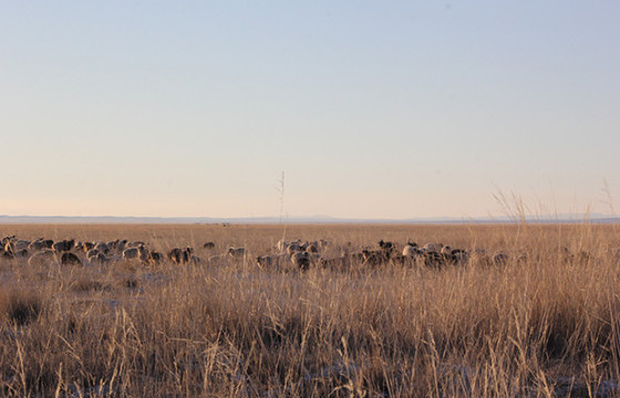 Сураггүй болсон 61 настай иргэнийг эрэн хайх ажиллагааг зогсоожээ