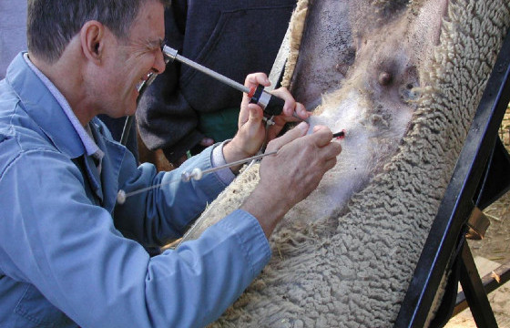 200 ТОЛГОЙ ЭМ ХОНИНД МЭС АЖИЛБАРААР ЗОХИОМОЛ ХЭЭЛТҮҮЛЭГ ХИЙГЭЭД БАЙНА