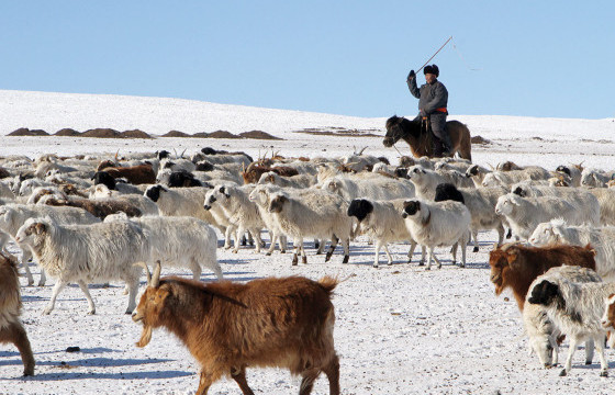 Малдаа яваад сураггүй болсон иргэнийг олжээ