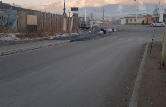 Нохой, муурын асрамжийн газрыг тодорхой байршлуудад нээнэ