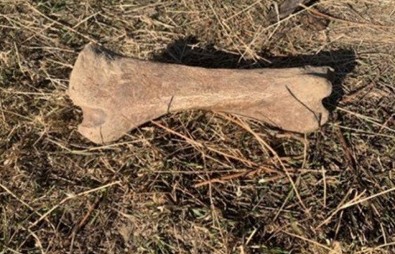 Одоогоос 40 мянган жилийн өмнө амьдарч байсан амьтны ясыг худалдах зорилгоор хадгалсан байж болзошгүй хэргийг илрүүллээ