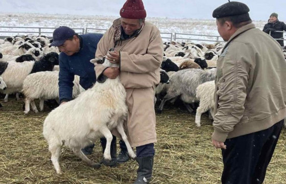 Малын төвлөрсөн арилжаа Увс аймагт боллоо