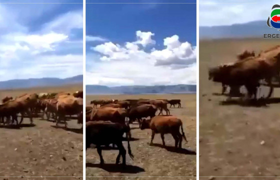 МАЛЧИН Ц.ОЮУНБИЛЭГ: ХИЛИЙН 0245 ДУГААР АНГИЙН ХОЁРДУГААР ЗАСТАВЫН ДАРГА н.ОРГИЛБОЛДЫГ ДӨРВӨН АЙЛЫН 61 ҮХРИЙГ ОРОСЫН ХИЛ ДАВУУЛЧИХСАН БАЙХ ГЭЖ ХАРДАЖ БАЙНА