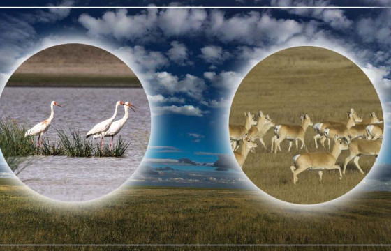 ТУСГАЙ ХАМГААЛАЛТАД АВСАН Ч ХИЛИЙН ЗААГ НЬ ТОГТООГДООГҮЙ ГАЗРУУД