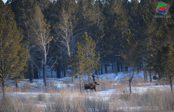 ХАНДГАЙ НУТАГЛАДАГ ХАЛХ, НӨМРӨГӨӨС...