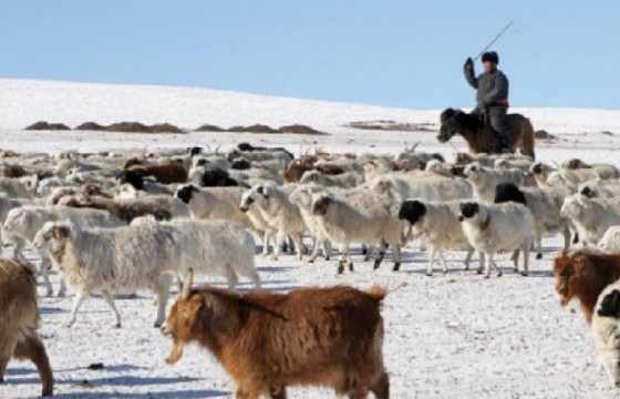 Сураггүй алга болсон малчдыг эрэн хайж байна