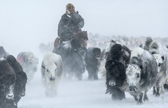 Цасан шуурганд төөрсөн бол ямар арга хэмжээ авах ёстой вэ
