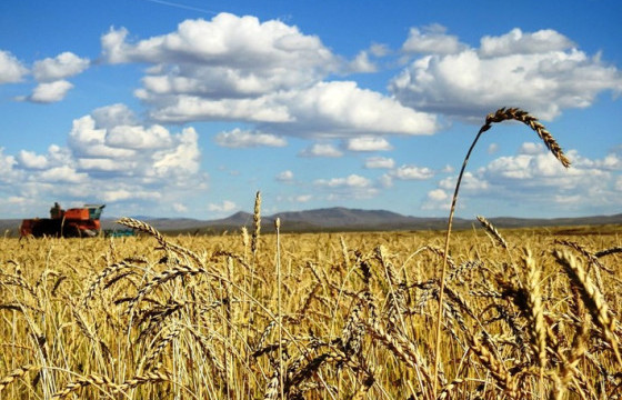 Анх удаа 183 мянган тонн ургац хураан авч, дээд амжилт тогтоолоо
