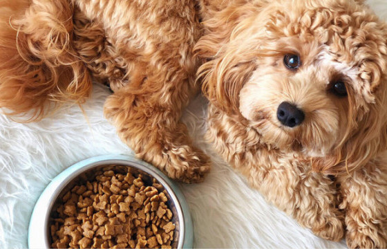 Гэрийн тэжээвэр амьтны тухай хууль батлагдлаа 