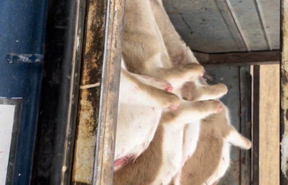 Нэн ховор хар сүүлт зээр агнасан хэргийг илрүүлжээ 