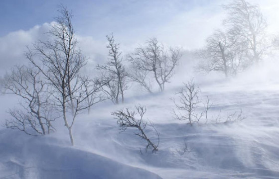 ЦУОШГ: Ихэнх нутгаар цас орж, цасан шуурга шуурна