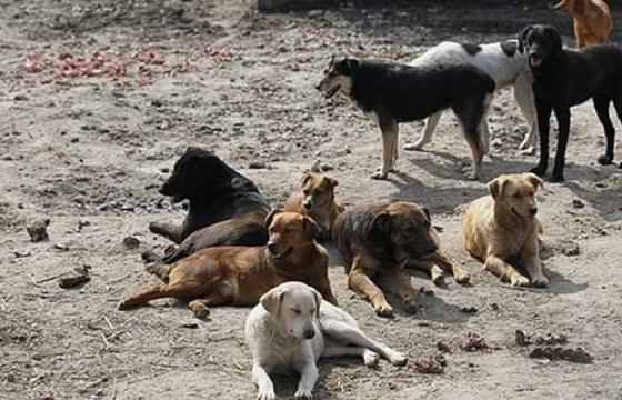 Эзэнгүй нохой, муурыг түр асрамжлах, хадгалах байранд аваачих ажлыг энэ сарын 27-нд эхлүүлнэ