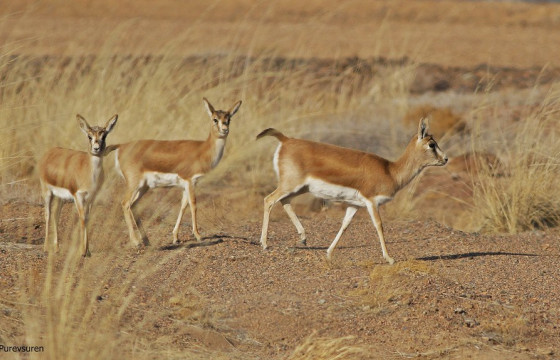 Дээд шүүх 15 хар сүүлтий агнасан иргэдийг хоёр жил тэнсэн харгалзахаар шийдвэрлэсэн нь шударга бус гэж үзжээ
