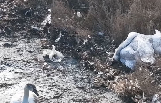 Казахстанд шувууны томуу дэгджээ