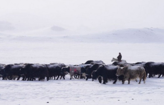 Нийт нутгийн 70 гаруй хувьд цастай байна